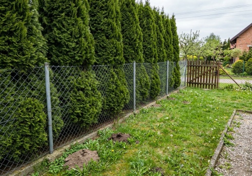 Myślisz, że tuje przy ogrodzeniu to twoja sprawa? Sąsiad może zmusić cię do ich przycięcia
