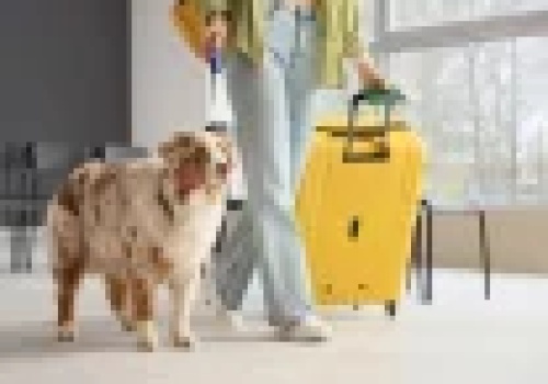 Duże psy w kabinie samolotu? Genialny pomysł dla psiecków kosztem ludzi.