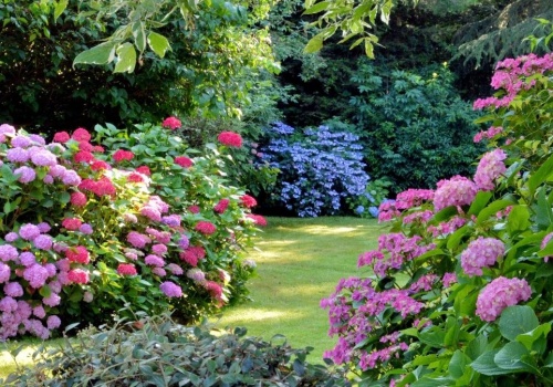 Te kwiaty wysiej w marcu. Sprawią, że ogród latem będzie pełen kolorów