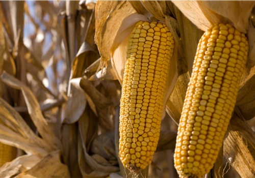 NGT mogą zmienić europejskie rolnictwo. UE otwiera drogę do nowych regulacji