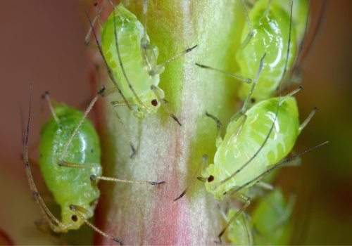 Jeden kwiat przeciwko wszystkim mszycom. Posadź go obok pomidorów i kapusty. Będziesz mieć spokój