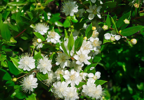 Wstaw ją do sypialni. Ten zapach pomaga zasnąć szybciej i spać spokojniej