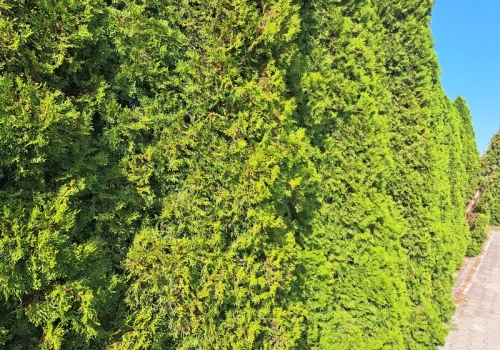 Rozpuść kostkę w wodzie i podlej tuje w marcu. Żywopłot zagęści się w kilka tygodni