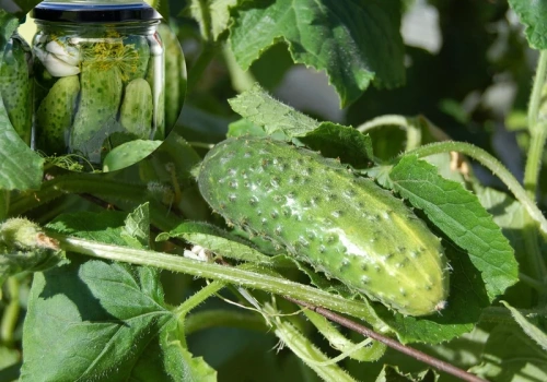 Te ogórki po kiszeniu są „chrupiące jak z beczki”. Ogrodnicy sieją je co roku