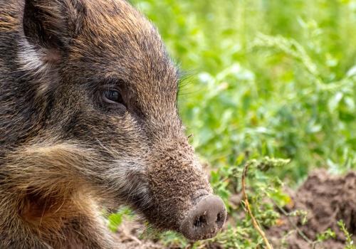 Miasto przepędzi dziki, ale nie sięgnie po przemoc. Tak trzeba żyć