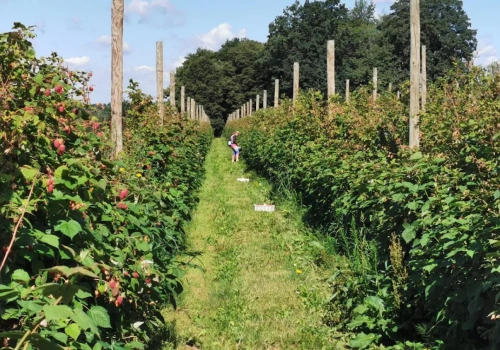 110 lat ogrodnictwa w SGGW – zapraszamy na konferencję i zjazd absolwentów