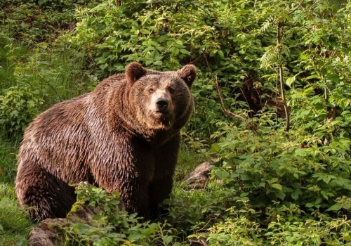 Wybudziły się z zimowego snu. Mogą być rozdrażnione. Tego nigdy nie rób