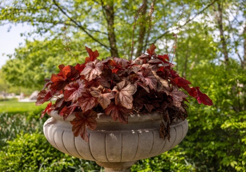 Lepsze niż hortensje i petunie. 3 najpiękniejsze rośliny do ciemnych zakamarków