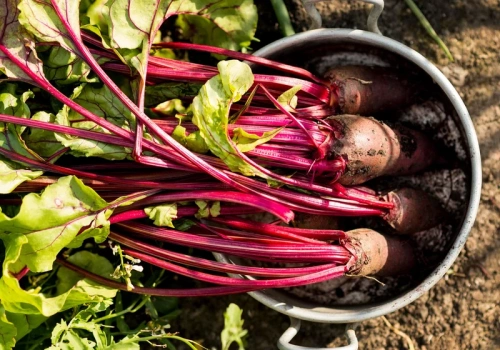 Posiej buraki obok tych warzyw. Korzenie będą większe i zdrowsze