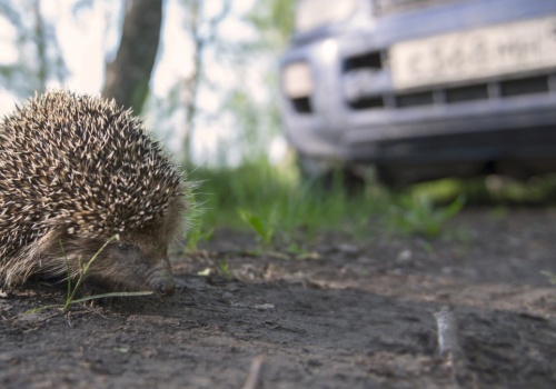 Co zrobić, żeby jeże nie ginęły? Wystarczy zamontować to na autach