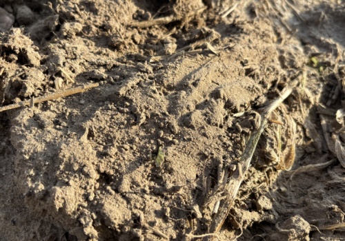 Czy stoimy w obliczu wiosennej suszy?