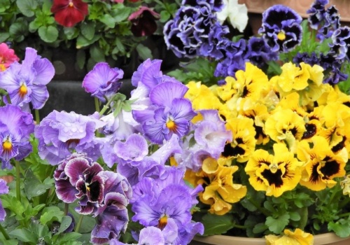 Bratki mogą kwitnąć aż do jesieni. W marcu trzeba zrobić jedną rzecz