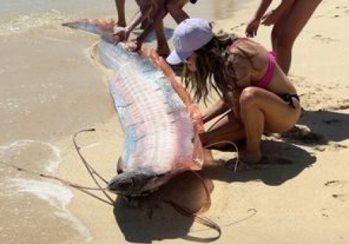 Zadziwiające zjawisko w Cabo San Lucas. Na plaży pojawiły się 