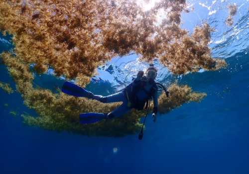 Morze Sargassowe jako jedyne nie posiada brzegu. Im więcej o nim wiemy, tym dziwniejsze się staje