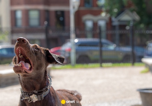 Atak psa w centrum Częstochowy. Kobieta trafia do szpitala z obrażeniami twarzy