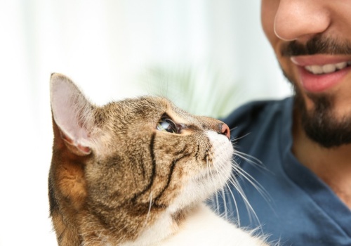 Twój kot nie zachowuje się tak, jak tego oczekujesz? Zwróć uwagę na jedną rzecz