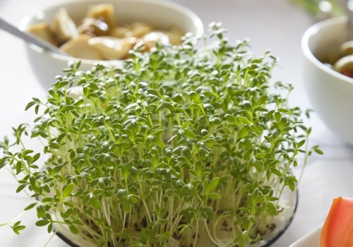 Chcesz, by rzeżucha wyrosła na święta? Posadź ją w tym terminie