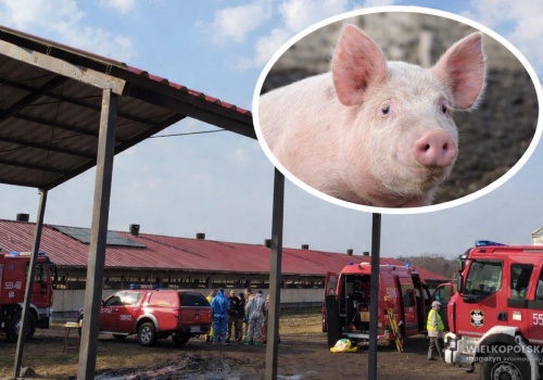 230 świń padło po awarii w gospodarstwie. Doszło do reakcji chemicznej i emisji gazów