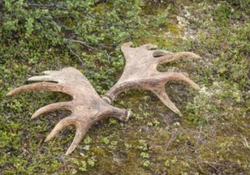 W lasach pojawiło się 