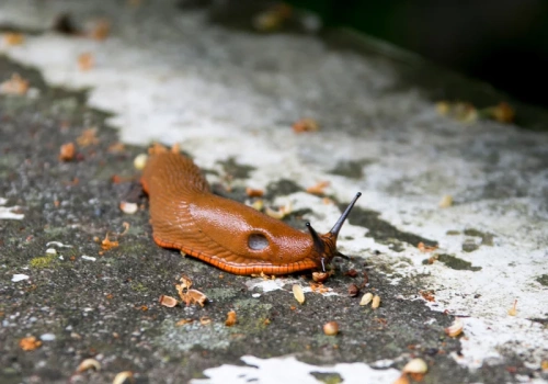 Zrób to na początku wiosny. Ślimaki nie ruszą już młodych roślin