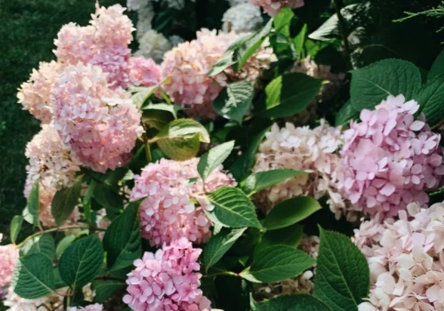 Wsyp do garnka, zagotuj i podlej hortensje. Ten trik najlepiej działa w marcu