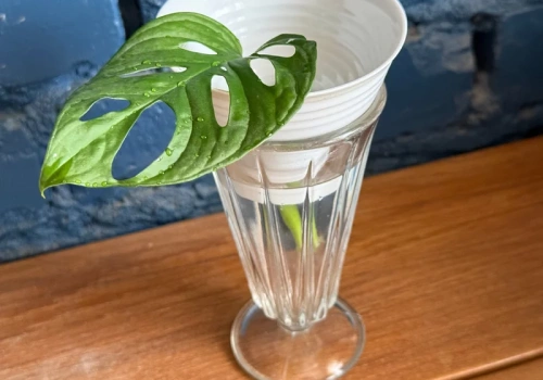 Włóż liść monstery do wody. Jeden szczegół zdecyduje, czy powstanie nowa roślina