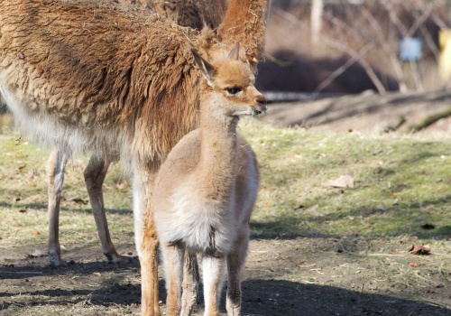 Zoo prosi o pomoc przy wyborze imienia dla młodej wikunii