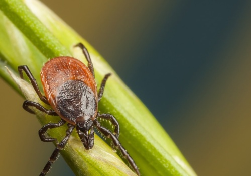 Kleszcze już się pojawiły. Koniecznie zrób to przed spacerem do lasu