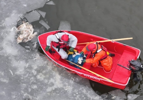 Niepokojące odkrycie na jeziorze. Z wody wyłowiono martwe ptaki