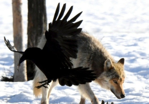 Wilki nie mają żadnych szans. Ten ptak nieoczekiwanie je przechytrzył