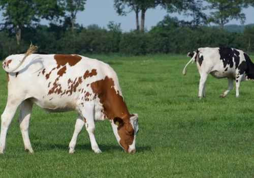 Śledztwo po napadzie na pastwisku trwa. Prokuratura o zarzutach dla podejrzanych