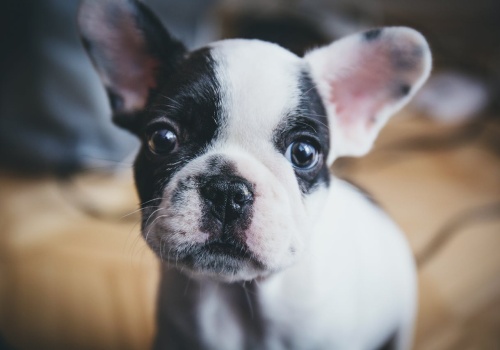 335 mln zł rocznie na bezdomne zwierzęta, a gminy nie kontrolują schronisk. 3/4 spraw o znęcanie kończy się umorzeniem