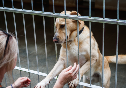 „Becikowe na 4 łapy”: Gmina zapłaci nawet 1500 zł za adopcję psa!