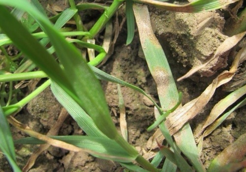 Pierwsze infekcje chorób w oziminach. Pleśń śniegowa i septorioza już na plantacjach