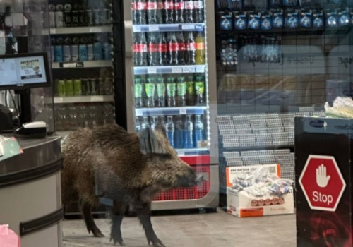 Klienci byli zaskoczeni. W sklepie w Berlinie pojawił się dzik