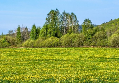 Quiz przyrodniczy na wiosnę. Rozpoznasz charakterystyczną faunę i florę?