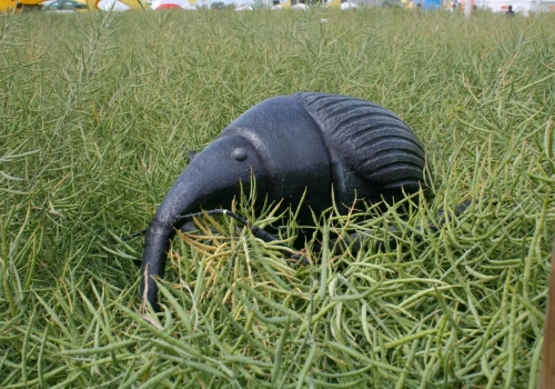 Trzy zabiegi czy jeden? Różnica w plonie rzepaku może sięgnąć 35%