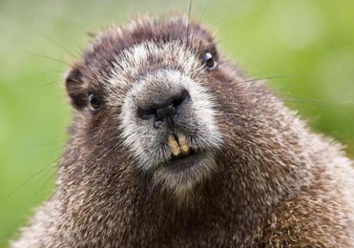 Brytyjskie banknoty bez Churchilla i Szekspira. Zastąpi ich bóbr i jeleń