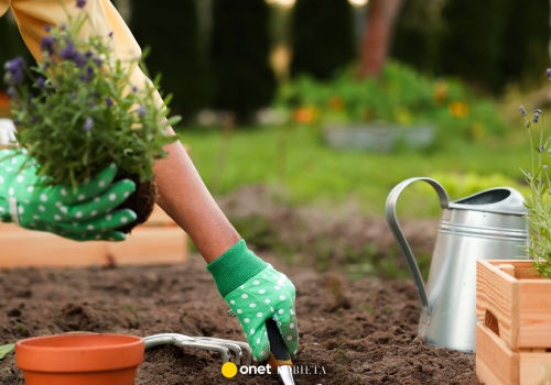 Czym podsypać lawendę w marcu? Eksperci podpowiadają prosty sposób