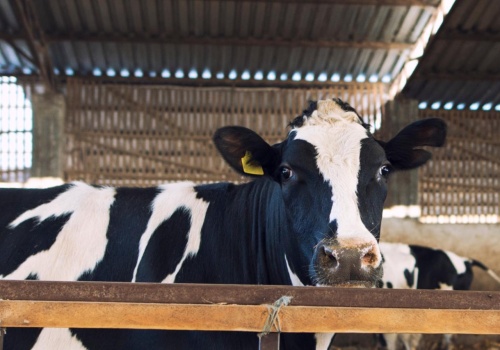 Znaleźli 10 martwych krów wśród żywych, bez stałego dostępu do wody. Właściciel stada wini za ich śmierć... pogodę