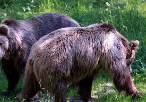Z broni gładkolufowej do niedźwiedzi, żubrów i wilków. Posłowie chcą skutecznie odstraszać zwierzęta