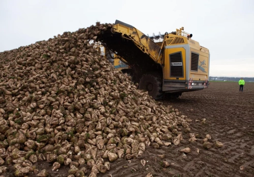 Kampania buraczana 2025/2026 w KGS. Ile buraków przerobiły cukrownie?