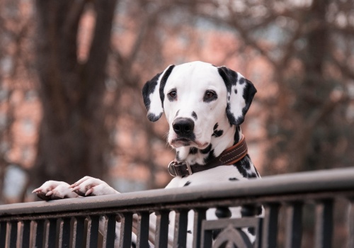 W Krakowie odbędzie się zjazd dalmatyńczyków