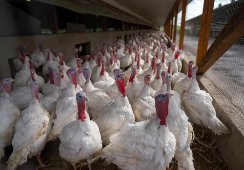 Ponad 110 tys. ptaków do likwidacji. Gdzie pojawiły się nowe ogniska HPAI?