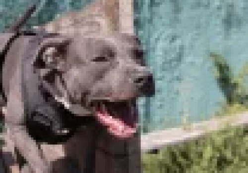 Schronisko może wydać Ci psa mordercę. Konieczna jest zmiana prawa