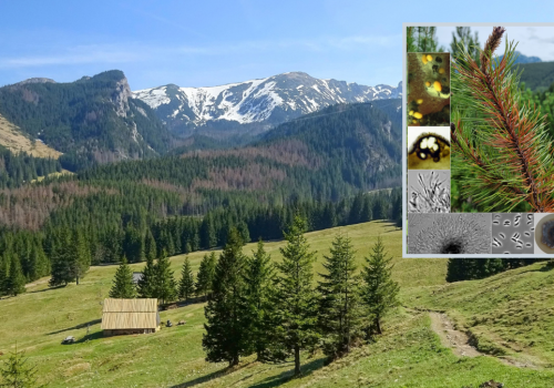 W Tatrach odkryto nieznany dotąd gatunek grzyba. Ma już swoją nazwę