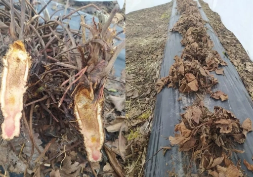 Truskawki po zimie: uszkodzenia zależnie od lokalizacji – komunikat truskawkowy Timac Agro (13.03.2026)