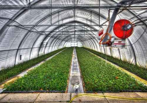 Tunel foliowy z dotacją? Resort rolnictwa rozwiewa wątpliwości