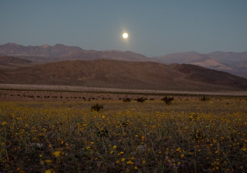 Niezwykłe zjawisko w Dolinie Śmierci. Pojawiło się pierwszy raz od dekady