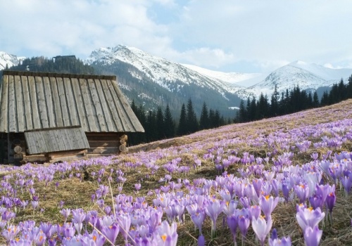 Polana Kalatówki. Jedna z najłatwiejszych tras spacerowych w Tatrach